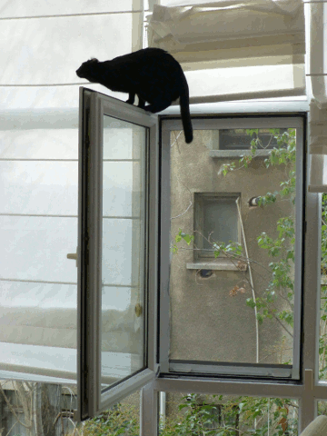 黑猫动图