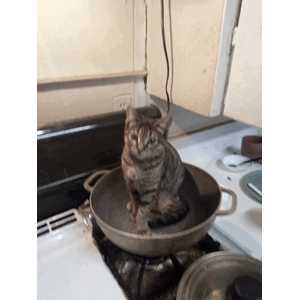 小猫容器合集动图