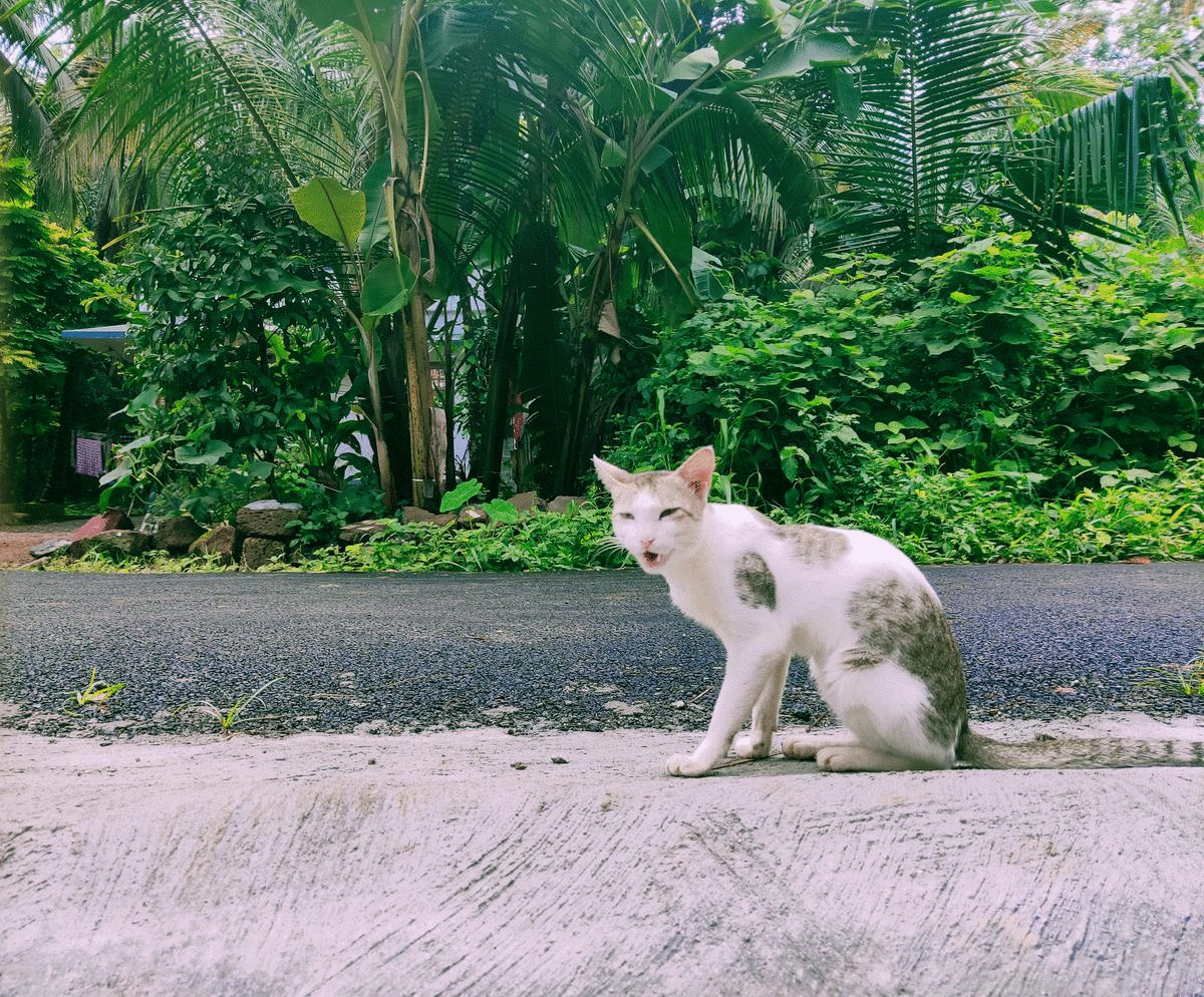 小猫表情变化动图
