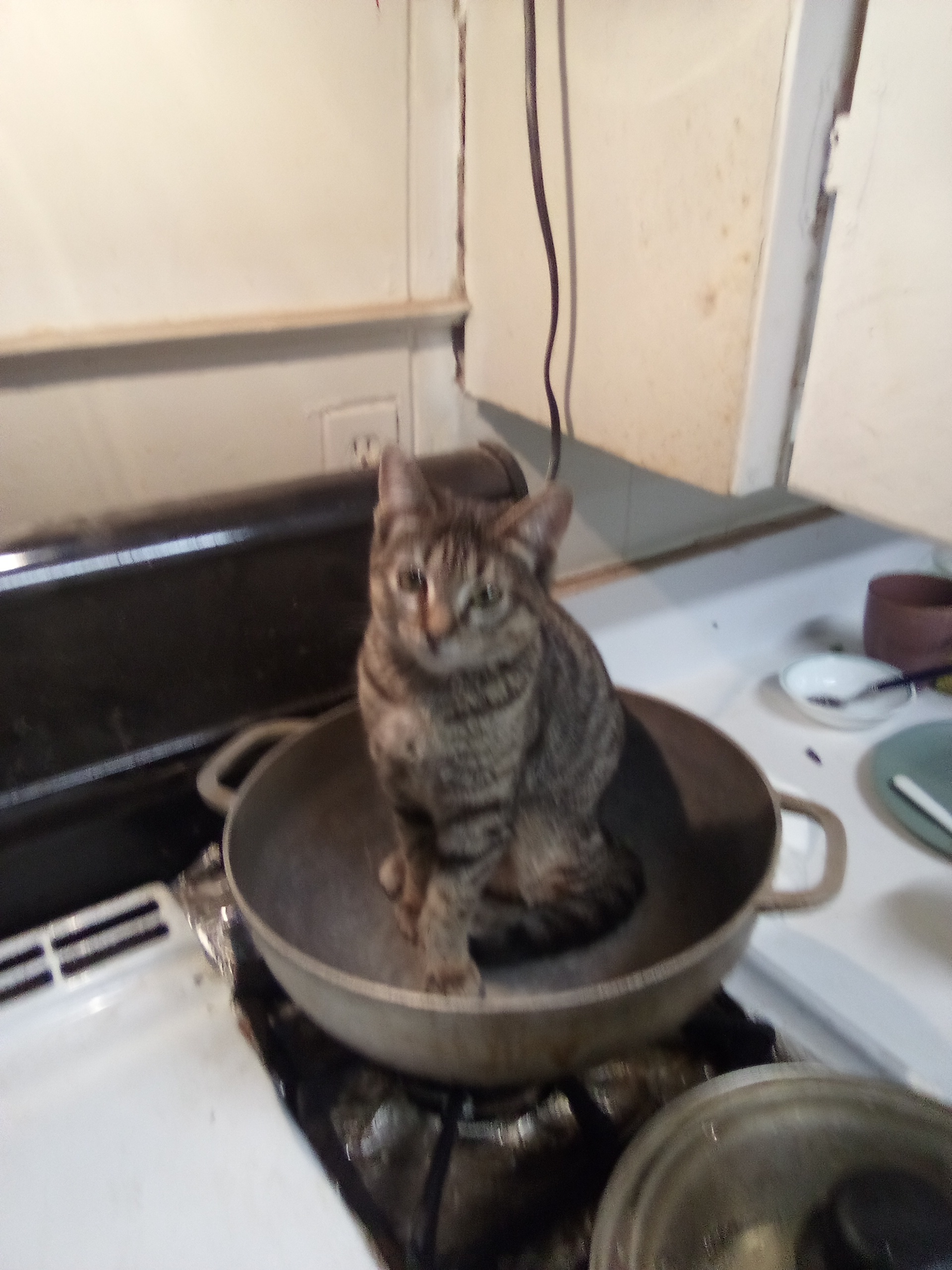 小猫坐在容器里