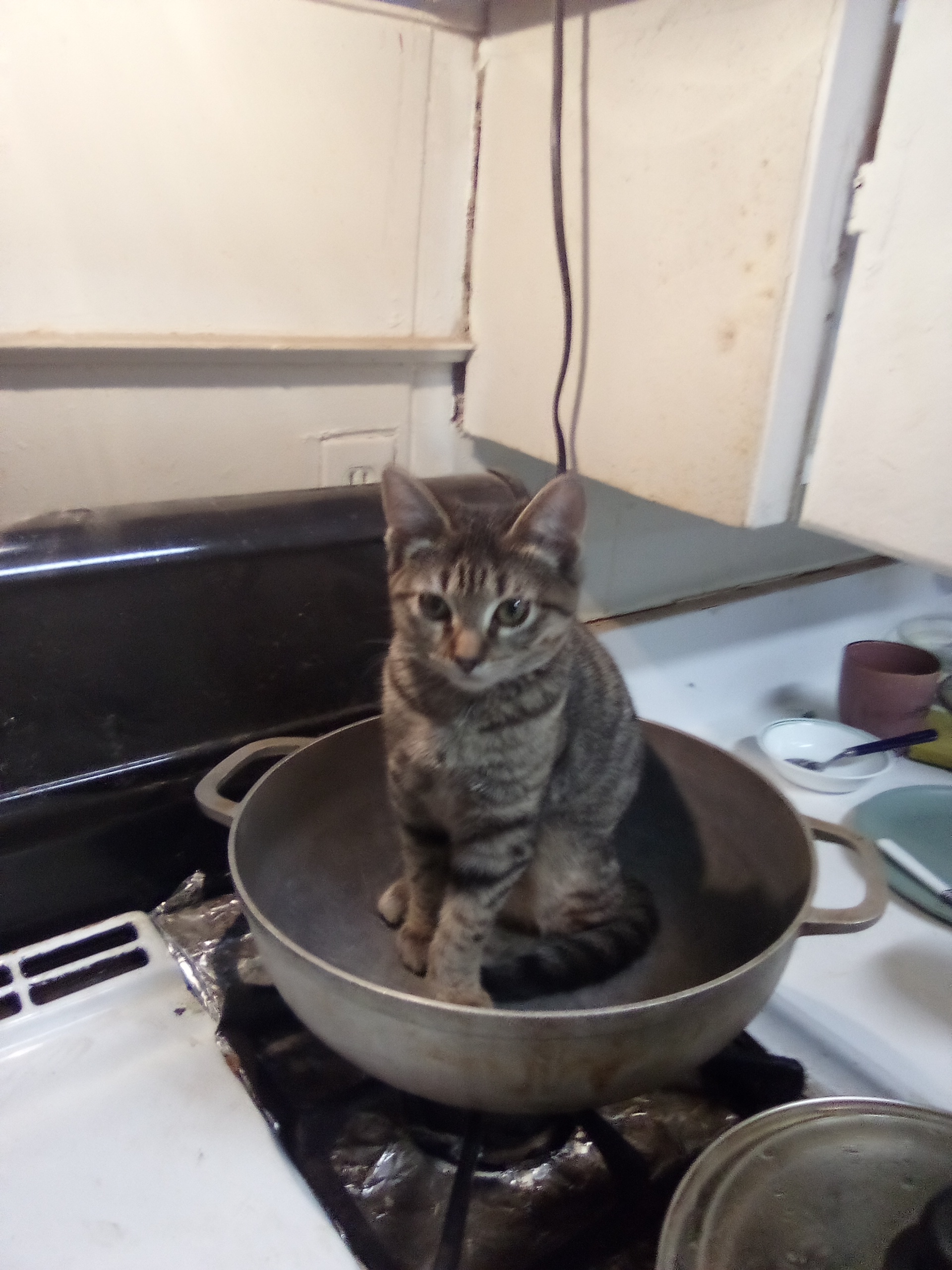 小猫在容器中探头
