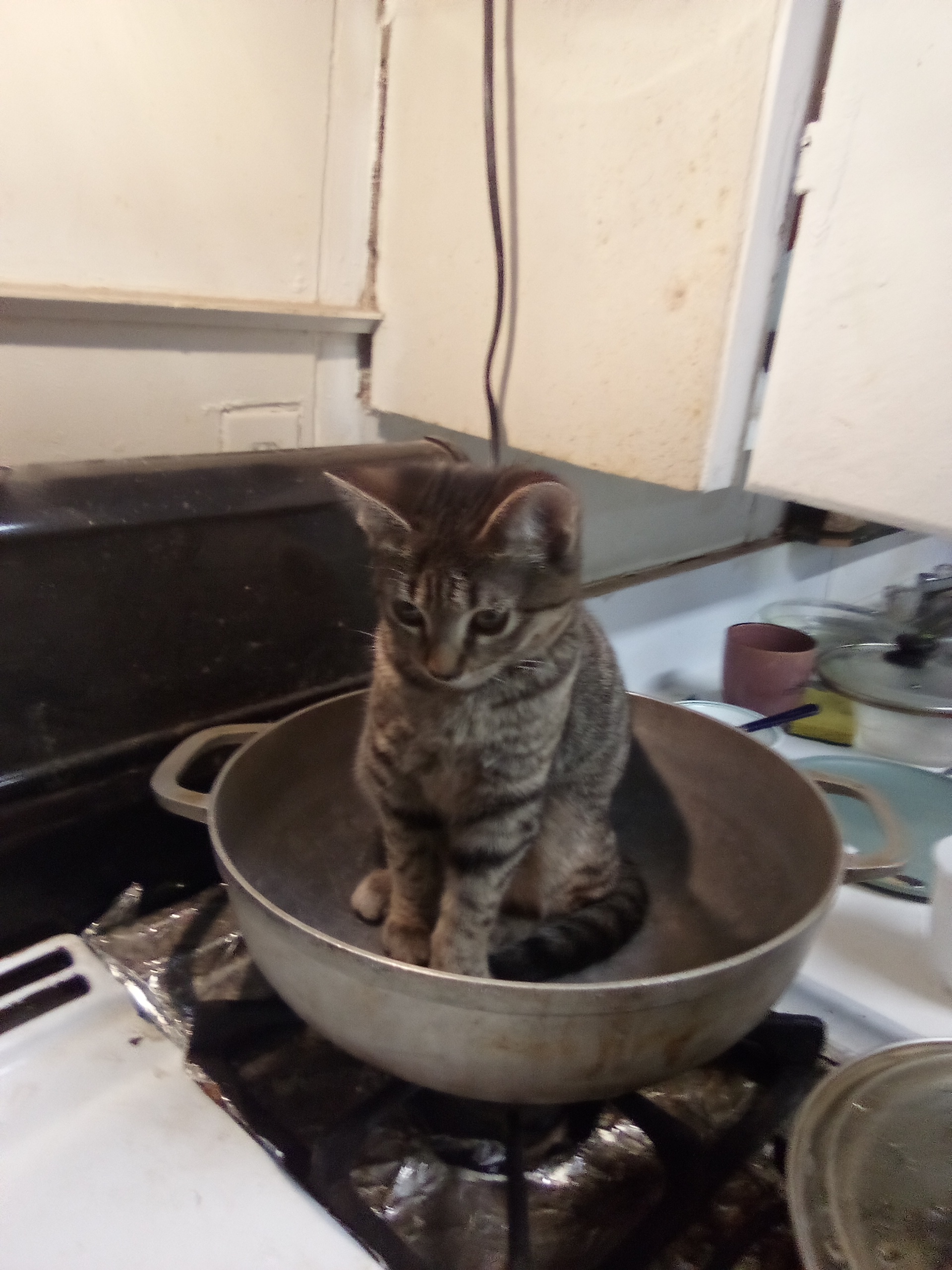 小猫坐在小容器里